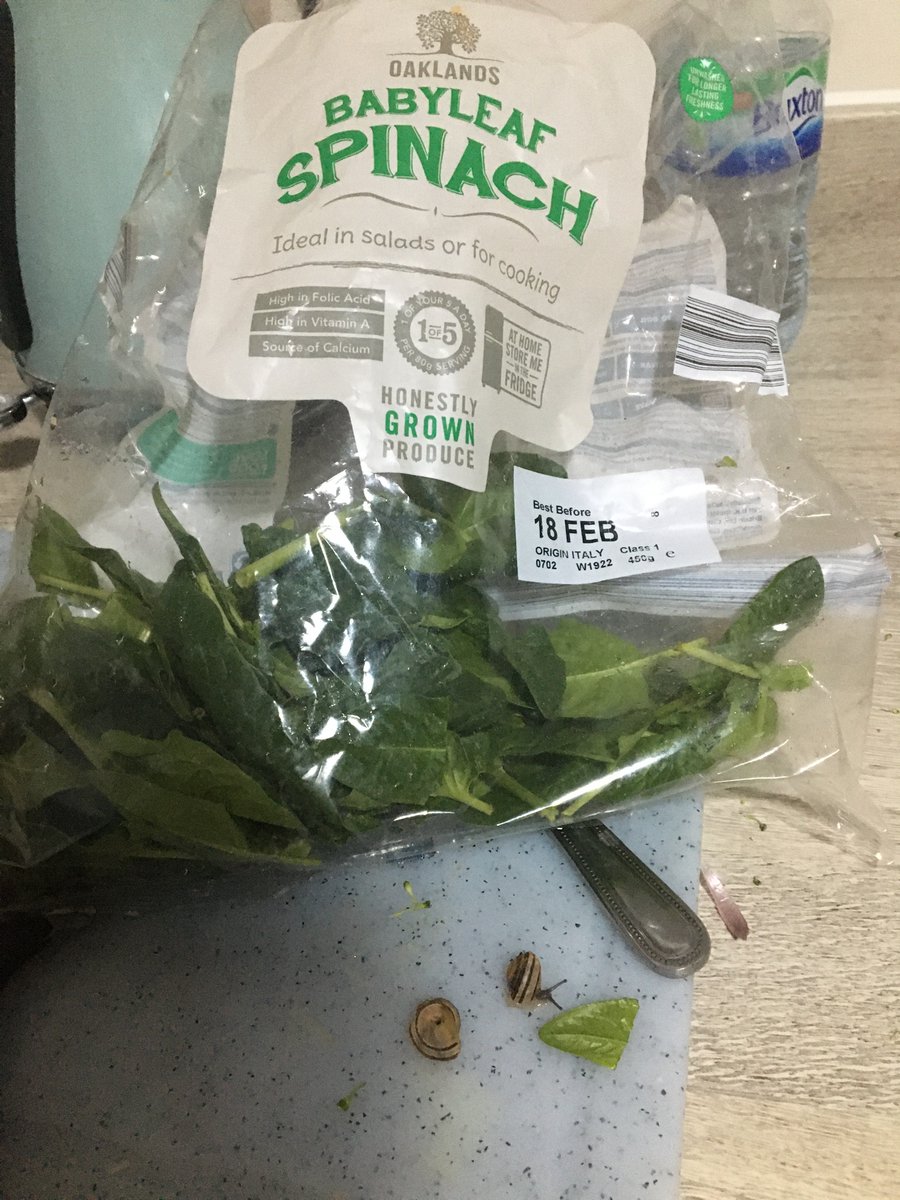 PenelopeHarrall's tweet photo. Lidl has always been my favourite supermarket but cooking my dinner this evening, I found two snails ALIVE in my baby spinach! Not impressed!!! FYI I wasn’t cooking escargot!!!! #LIDL #SNAILGATE
@LidlGB https://t.co/3cBTcGC8Jv