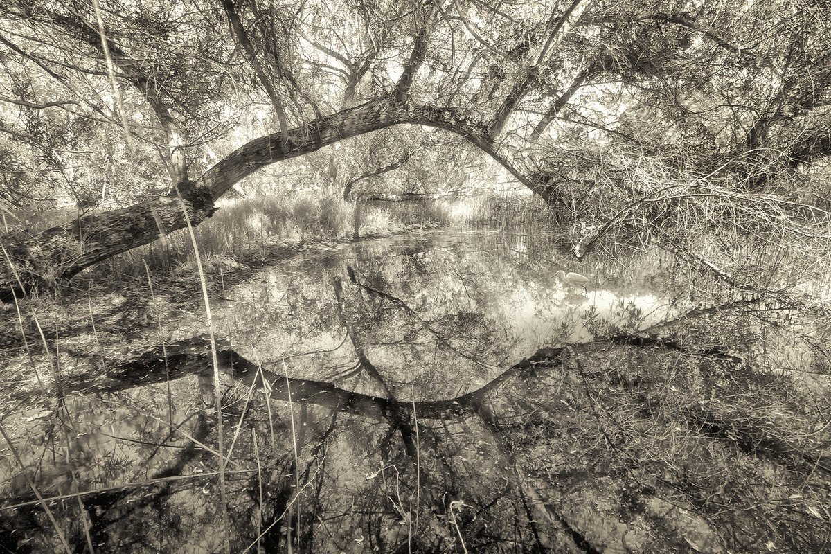 James G. Bardos, Into the Eye of the Marsh, archival inkjet print on fine art paper. On view at HABITAT CALIFORNIA: Flora &amp; Fauna through April 18 at PVAC.