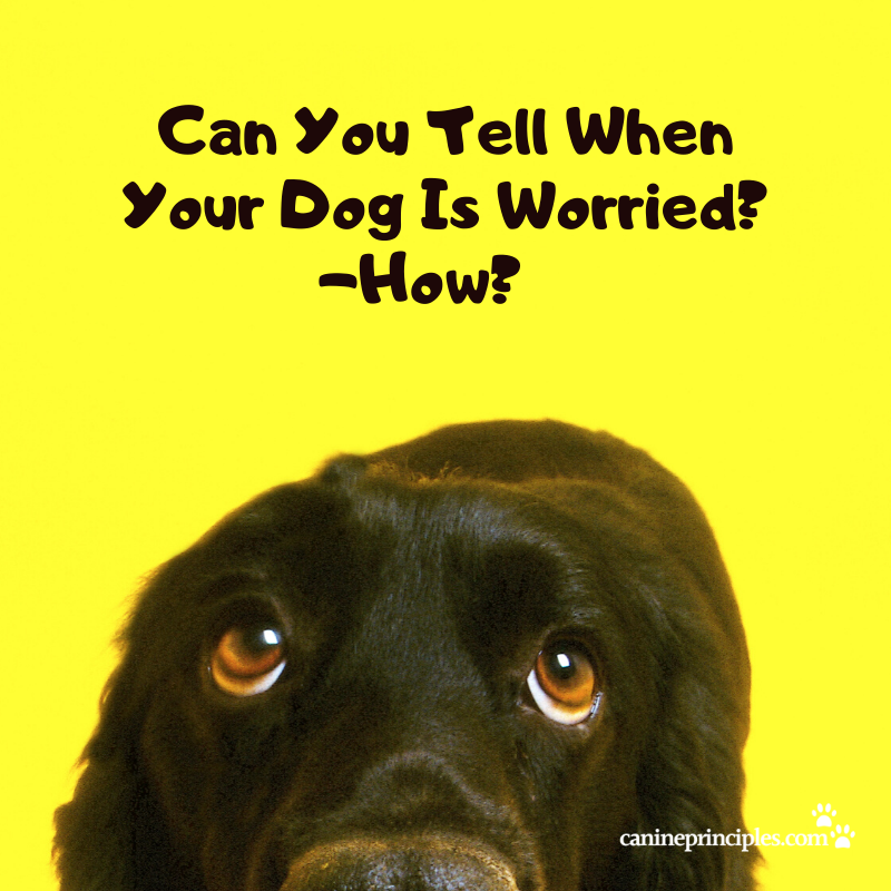 CaninePrinciple's tweet photo. Jumping up, biting the lead, going very still and quiet, barking and launching can all be signs of worry. Do you know your dog's? https://t.co/vsnOxCOMXx
