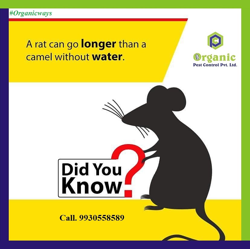 Organicpestcopl's tweet photo. #saveyourhome  #Organicways  #Pestcontrol #OrganicPestControl  #NaturalPestControl #EcofriendlyPestControl #OdorlessPestcontrol #CockroachPestControl #TermitePestControl #AntsPestcontrol #SpiderPestcontrol #RatPestControl #RodentControl #SilverfishPestcontrol #MosquitoControl https://t.co/Gq6SyORO5w