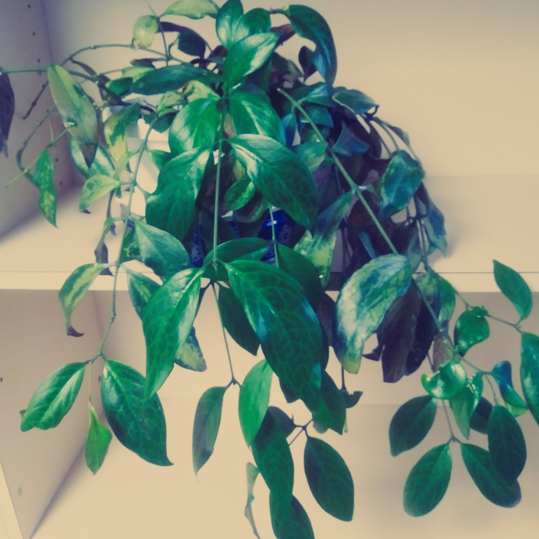 PRLsystem's tweet photo. Bellamy is our #LipstickPlant or #Aeschynanthus radicans. She likes small, consistent waterings, and is our most introverted plant. When given the proper care and enough alone time, she positively blooms
#PlantsofParkland #officeplant #libraryplant #ABLibraries #librarylife https://t.co/3TkbgaqLwC