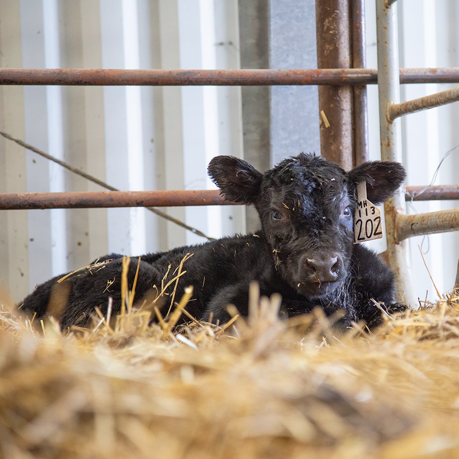 New day, new opportunity. Attitude is everything and today it's up to you! Have a great Tuesday! 

#NJAA #AngusFamily #motivation #agriculture #nextgeneration #Angus