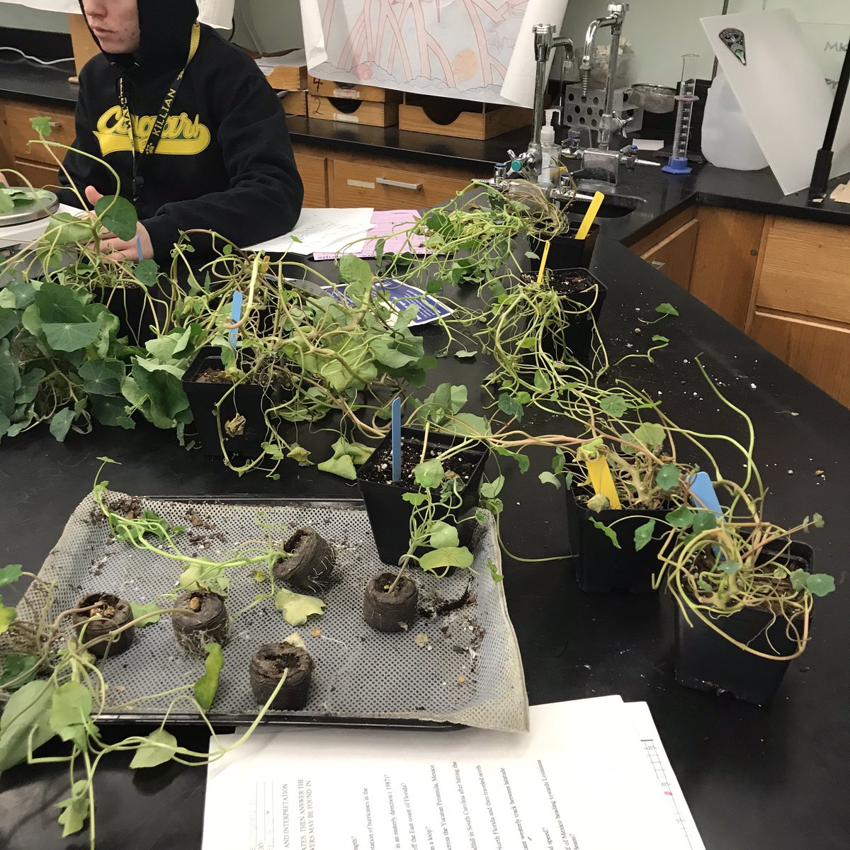 killianfc's tweet photo. @FairchdChallnge @GrowBeyondEarth @killianfc Sarah , Celeste and Gabe harvesting and taking mass of nasturtiums. https://t.co/pTvujjYIVS
