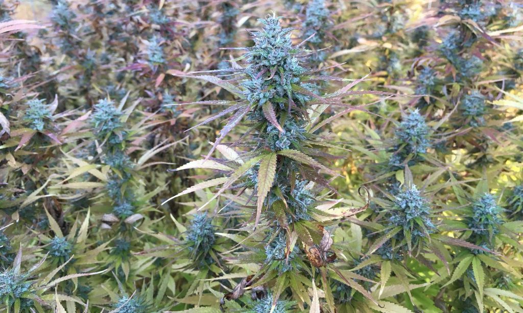 Smokeable Hemp Bill Heads To Virginia Governor's Desk, And Lawmakers Approve Legal Marijuana Study: Meanwhile, legislation to decriminalize cannabis possession is also advancing. marijuanamoment.net/smokeable-hemp…