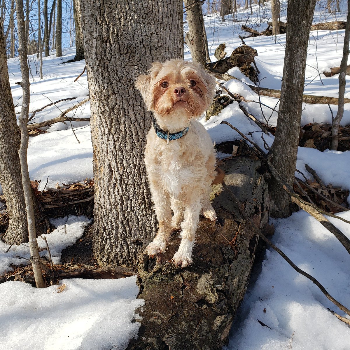 AgilitywAmanda's tweet photo. Joey's #enjoyingwinter πβ
#muppetdog #winter #winterdog #doginthesnow #cutedog #uglydog #sittingdog #dogphoto #dog #doggo #doggy #dogadventures #dogslife https://t.co/kmddBCvGsP