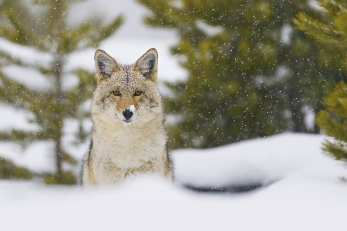WinnipegHumane's tweet photo. In light of recent news stories about coyote sightings and the warm up in the weather, we'd like to remind the community how you can take proper precautions and increase the chances of co-existing peacefully with this post from our archives. https://t.co/w1yLR9yJgN https://t.co/11X9owF4kb