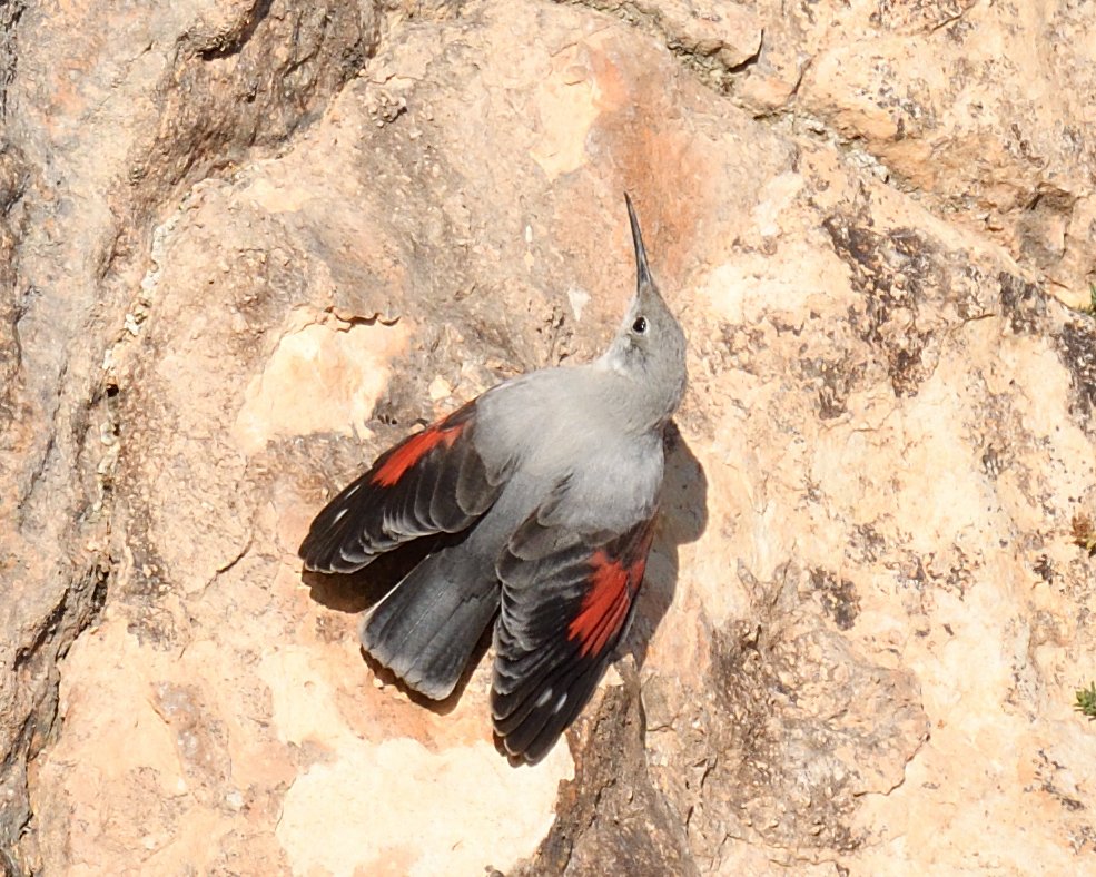 JoKingDevon's tweet photo. Wallcreeper!!!😃 🎉🍾🥂#Alquezar  #Spain #Sunshine #TossThatPancakeOverTheMountain https://t.co/Ht3lKZxS5h