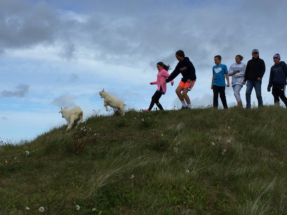 Kids playing with kids 🐐 #Iceland
