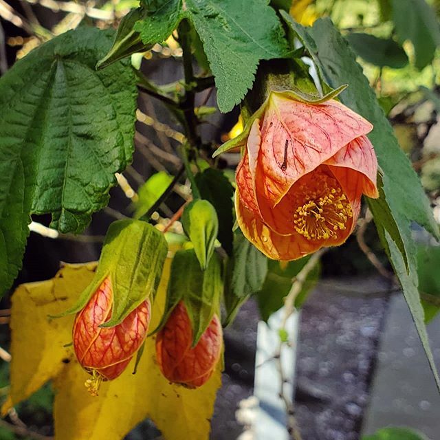 The flowers are almost blooming! We're so close to spring! 🌷🌻🌹😁
... I'm SO READY for warmer weather. I've got a lot of sundresses burning a hole in my closet... 😂 ift.tt/2PnioUb