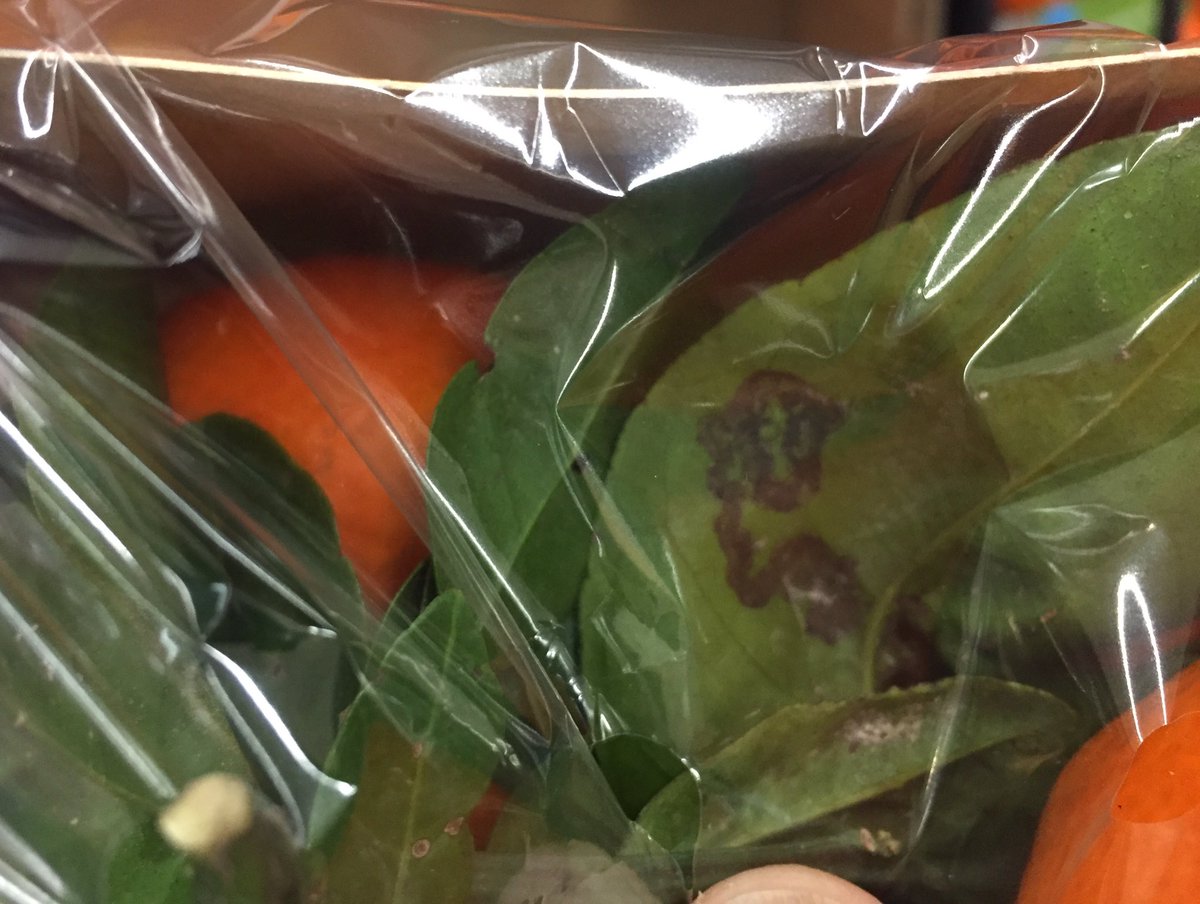 MothduJour's tweet photo. Cheeky #leafmine tick in Sainsbury’s Rugby today. Phyllocnistis citrella in packs of Spanish clementines #teammoth https://t.co/plC4XfBU7S