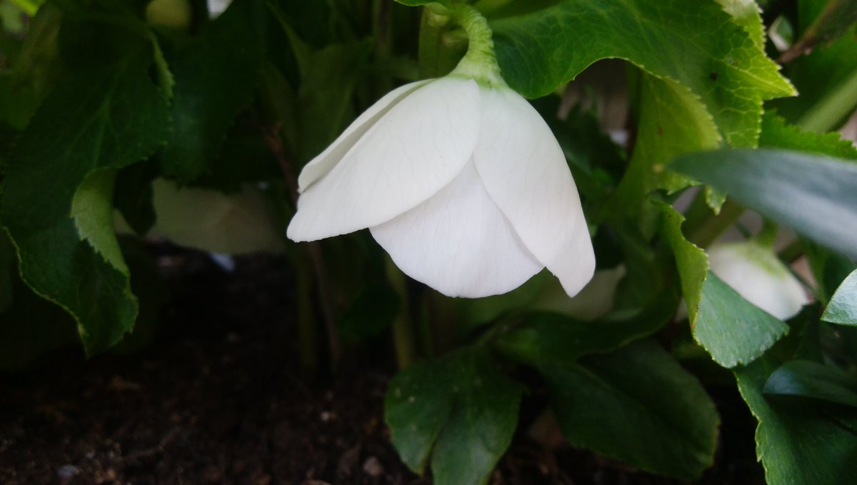 nonomisao3's tweet photo. 🌱おはようございます🌱 https://t.co/zRWJv2qucs