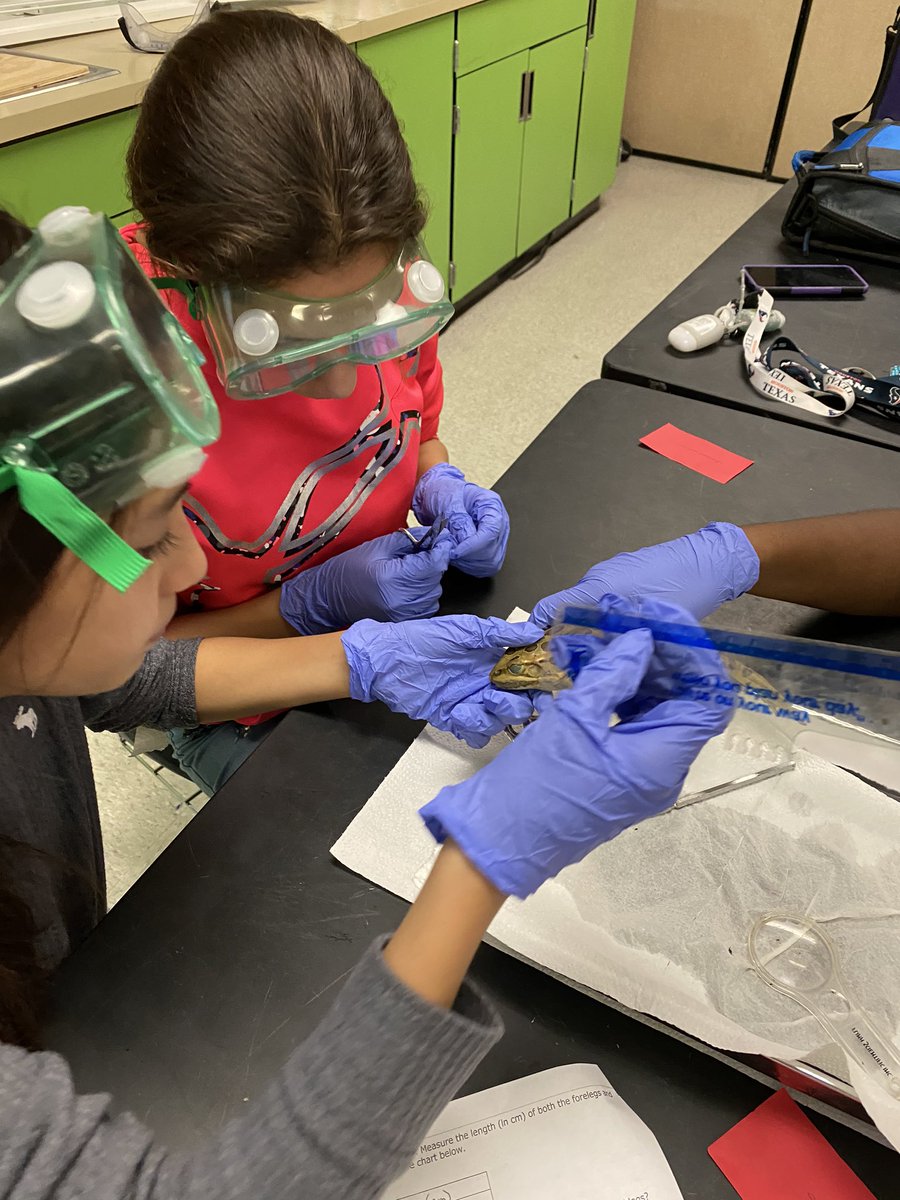 HumbleISD_KMS's tweet image. Students were finding diameter of the tympanic membrane while dissecting frogs. #MathinScience #KMSCougarPride