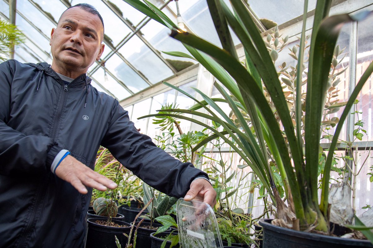 lbcurrent's tweet photo. Behind the Scenes: Inside the greenhouses at CSULB. 
📝: @maddydearr 
📷: @ryanguitare 
https://t.co/9Fc7CC9Hzl https://t.co/Js92PyckTx