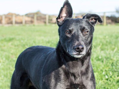 27reasonstorock's tweet photo. Toby and friends joining us for #rehomehour looking for a chance that someone will see them and want them please help find them homes #TeamZay #itsallaboutthedogs @team_greenacres #RETWEET #dogsoftwitter #wales #Pembrokeshire #Llanelli #rhondda #gwent #glamorgan #dogs #pets https://t.co/wWM8E1TPuq