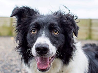 27reasonstorock's tweet photo. Toby and friends joining us for #rehomehour looking for a chance that someone will see them and want them please help find them homes #TeamZay #itsallaboutthedogs @team_greenacres #RETWEET #dogsoftwitter #wales #Pembrokeshire #Llanelli #rhondda #gwent #glamorgan #dogs #pets https://t.co/wWM8E1TPuq