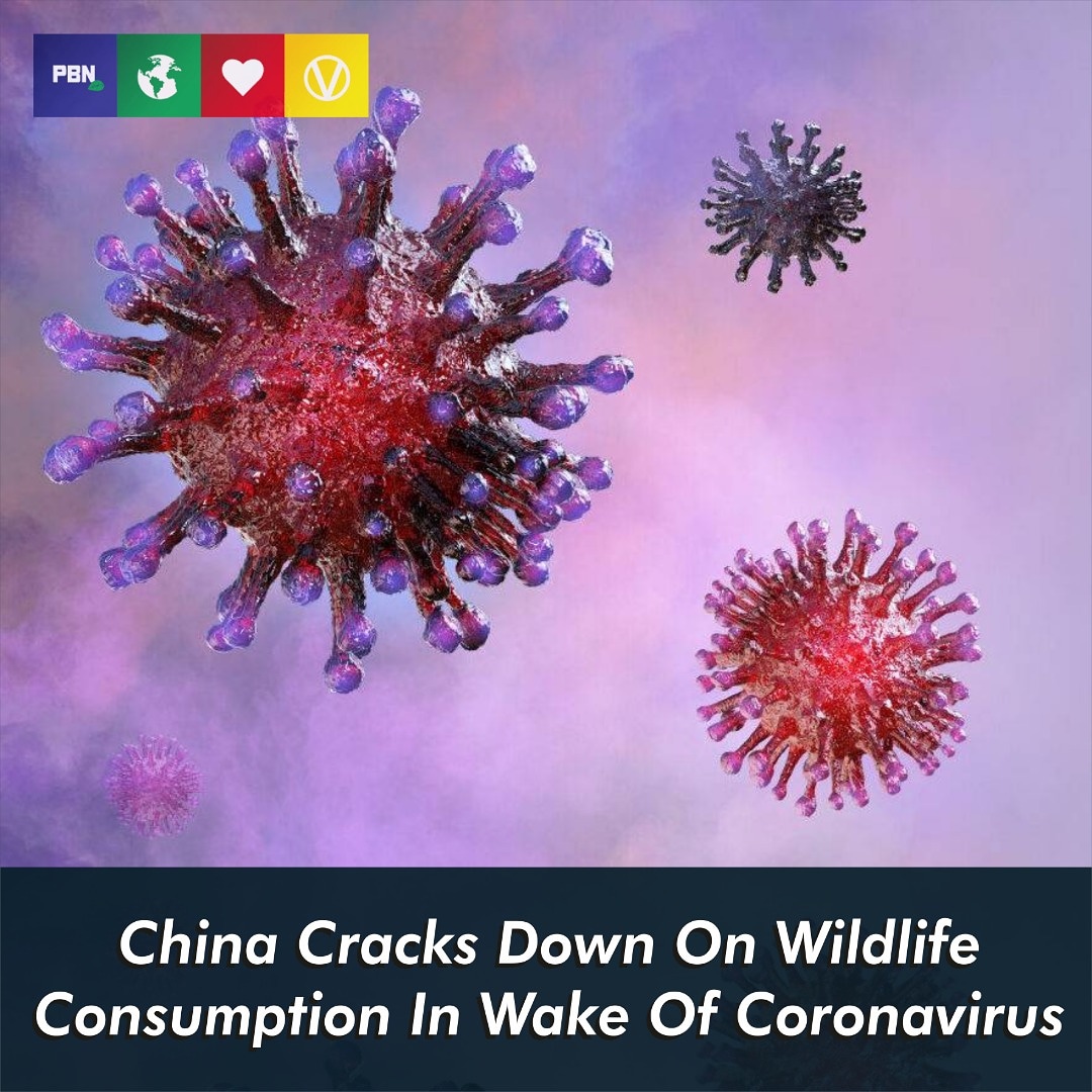 Article by <a href="/PlantBasedNews/">Plant Based News</a>

China has announced it will ban the consumption of most wild animals and crack down on the illegal wildlife trade in the wake of the coronavirus outbreak.

#Vegan #Meatfree #Diseases #Coronavirus #VeganLife #CrueltyFree #China #PlantBased