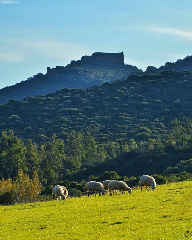 Best of #igerscagliari – Tra le verdissime colline del centro Sardegna, nel comune di Sardara, si trova il Castello di Monreale. Affascinante testimonianza di epoca giudicale, dalla sua posizione a circa 280 metri sul livello del mare si può ammirare l'i… ift.tt/2SZytS2