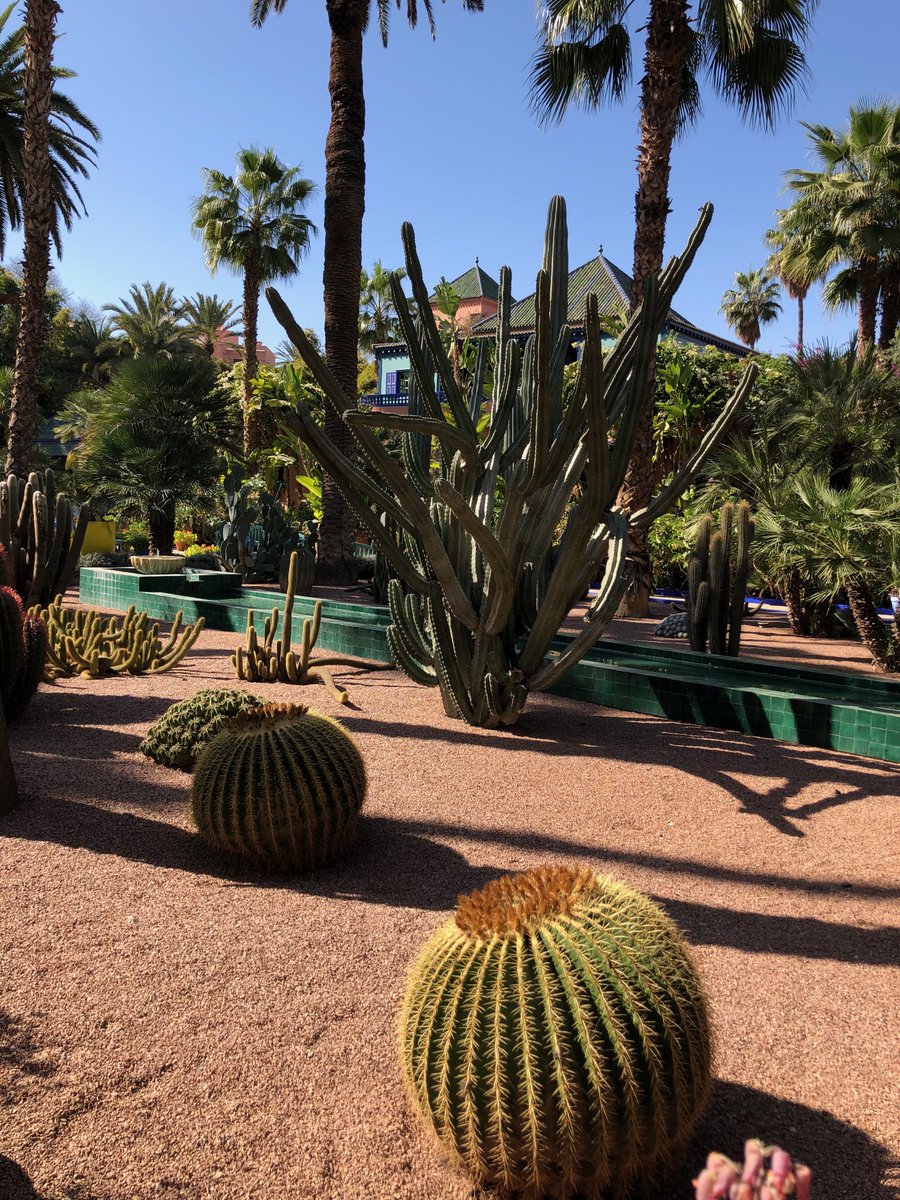 Jardin Majorelle, #Marrakesh.
Originally created over 40 years by French artist Jacques Majorelle, the garden fell into disrepair for two decades before being brought and renovated in 1980 by Yves Saint Laurent and Pierre #garden