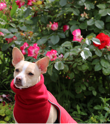 Teckelklub was pleased to participate in the annual "Holiday Pet Gifts that Give Back" on the BC #CTV noon news with <a href="/ann_luu/">Ann Luu</a> &amp; <a href="/darcynews/">Darcy Matheson</a> We have donated $500.00 in proceeds to <a href="/SAINTSrescue/">S.A.I.N.T.S.</a> find out more saintsrescue.ca #rescueismyfavoritebreed #rescue #rescuedogs #pets