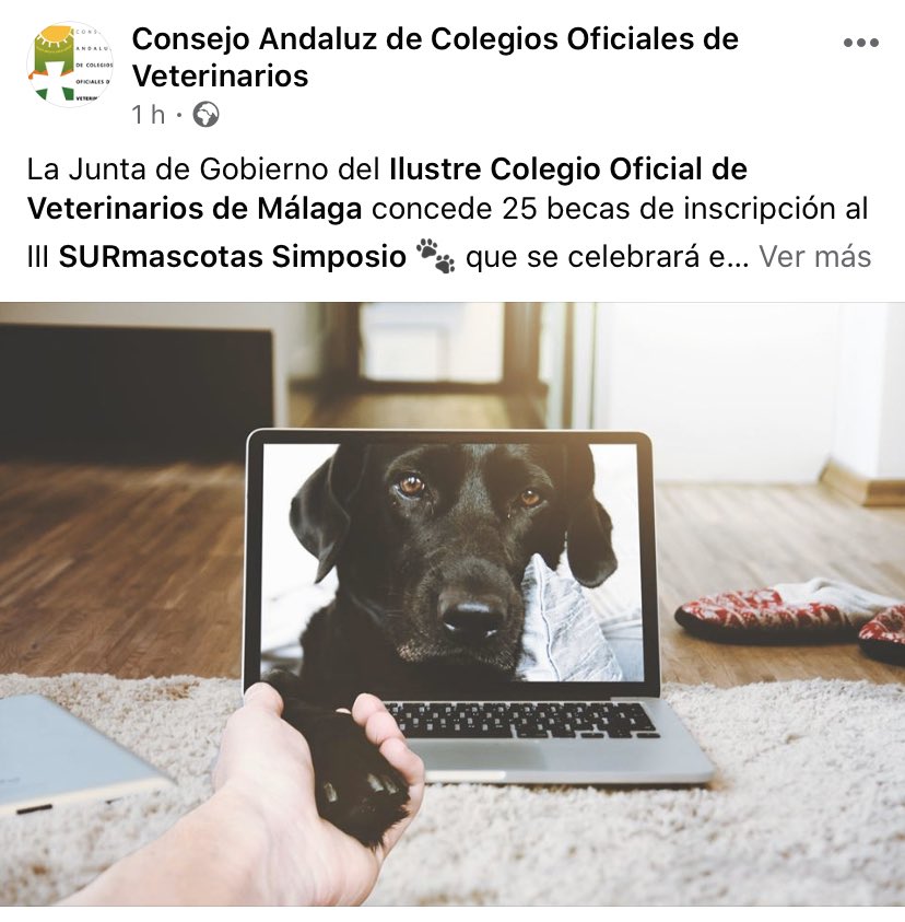 Un ordenador y un perro. No existe una mejor definición gráfica de lo que es el animalismo: redes sociales y mascotismo.