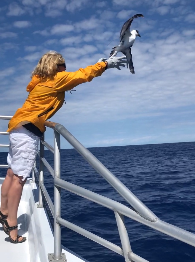 BirdsCaribbean's tweet photo. Join Jen Wheeler as she shares real-life stories from the field about the challenges of saving the endangered Black-capped Petrel, aka Diablotin, from extinction. https://t.co/fq1vb1dcSk #ornithology #seabirds #TeamPetrel #conservation #BirdsCaribbean #HumansofBirdsCaribbean https://t.co/qBUdmgTNpj
