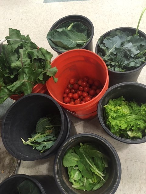 deangeloscience's tweet photo. Some GORGEOUS vegetables ready to go home #DRAleadstheway @DesertSandsUSD @RCOE https://t.co/L85Td7KHNN