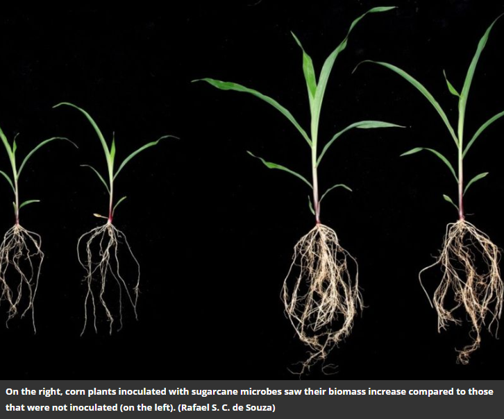 Want 3x bigger #corn? Try harnessing the power of microbes.

Researchers @GCCR2 discovered that the #microbiome that helps sugarcane grow under stress works for other crops too, ensuring a successful harvest for farmers faced with inconsistent climates.

bit.ly/32dxIIc