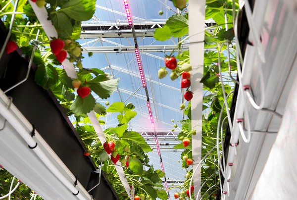 Root AI (@rootrobots) on Twitter photo US Secretary of Agriculture @SecretarySonny traveled to <a href="/WUR/">Wageningen U&R</a> in the Netherlands to officially open demo-greenhouse KAS2030 where they are answering the question "how do you build a climate-neutral urban farm” ....
Spoiler alert you got to go high-tech
bit.ly/3b57xHs US Secretary of Agriculture @SecretarySonny traveled to <a href="/WUR/">Wageningen U&R</a> in the Netherlands to officially open demo-greenhouse KAS2030 where they are answering the question "how do you build a climate-neutral urban farm” ....
Spoiler alert you got to go high-tech
bit.ly/3b57xHs