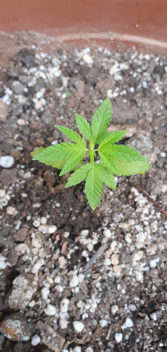SetorWeed tweet picture