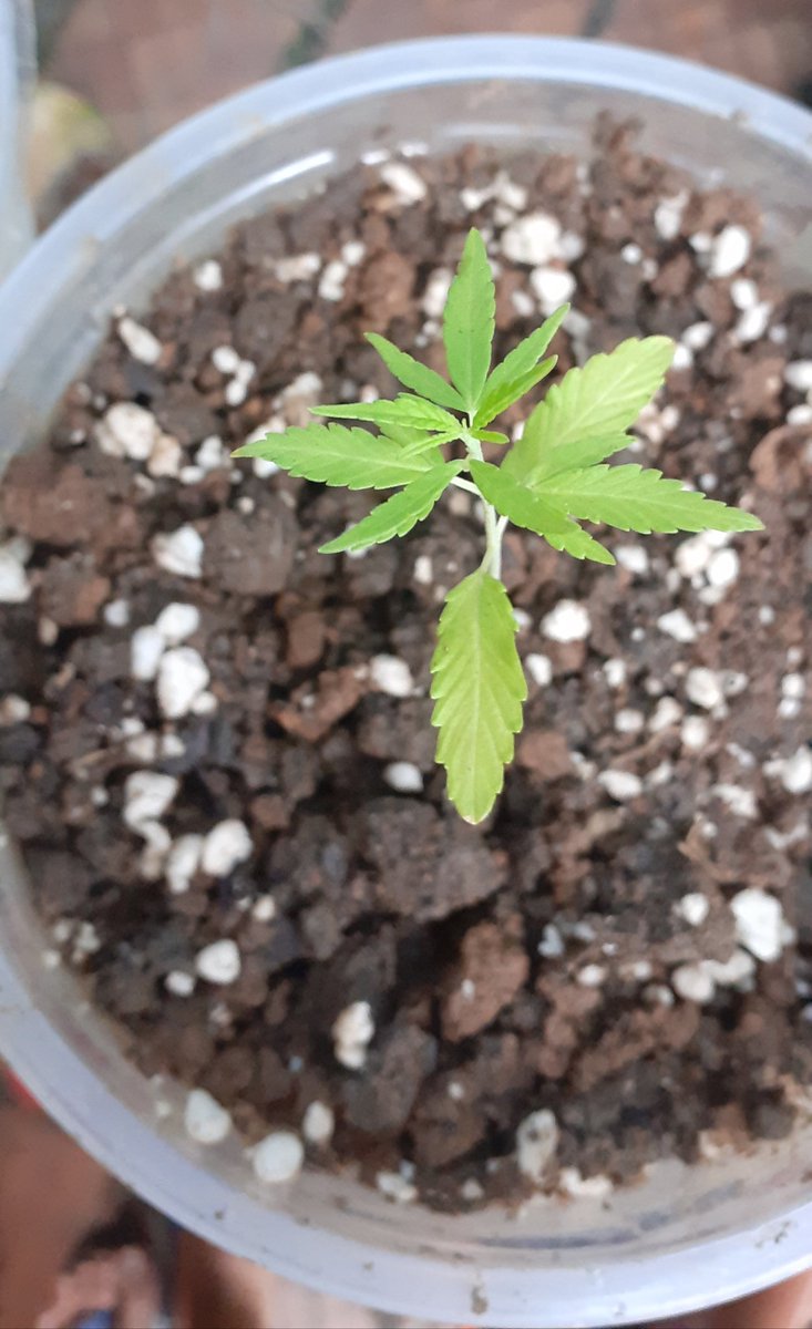 SetorWeed tweet picture