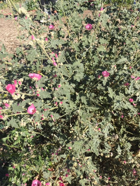deangeloscience's tweet photo. Spring is HAPPENING in the DRA garden! #DRAleadstheway @DesertSandsUSD @RCOE https://t.co/A1FIF63PTv