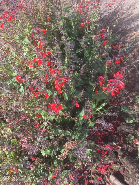 deangeloscience's tweet photo. Spring is HAPPENING in the DRA garden! #DRAleadstheway @DesertSandsUSD @RCOE https://t.co/A1FIF63PTv
