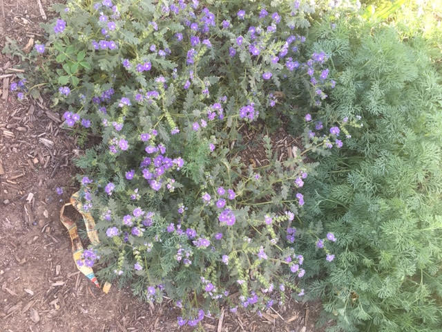 deangeloscience's tweet photo. Spring is HAPPENING in the DRA garden! #DRAleadstheway @DesertSandsUSD @RCOE https://t.co/A1FIF63PTv