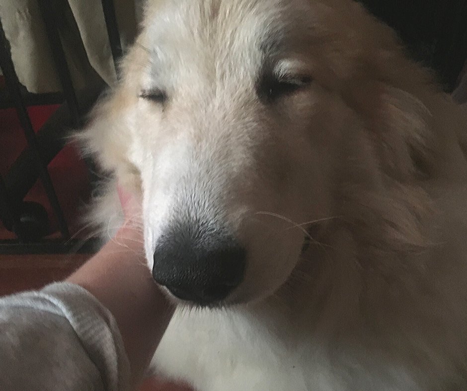 hunomhund's tweet photo. Den deilige isbjørnen min har fått nytt navn! Nå heter hun Fri! Jeg fant ut at det ble feil å kalle henne Snø, fordi s-en gjorde at Sol reagerer på det. Fri passer perfekt til livet hun skal leve i Hun om Hund-huset på Rakkestad. https://t.co/ynfrd46JTr