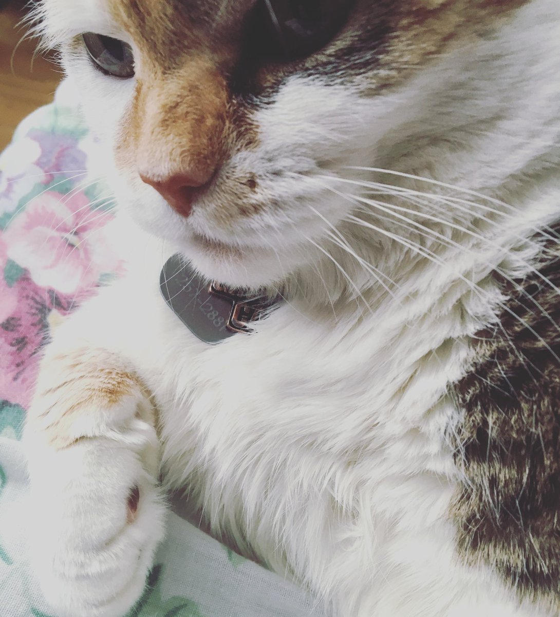 BitsyItsyandBoo's tweet photo. #toebeantuesday the #Itsybeast #CatsOfTwitter https://t.co/OjTP2sic7X