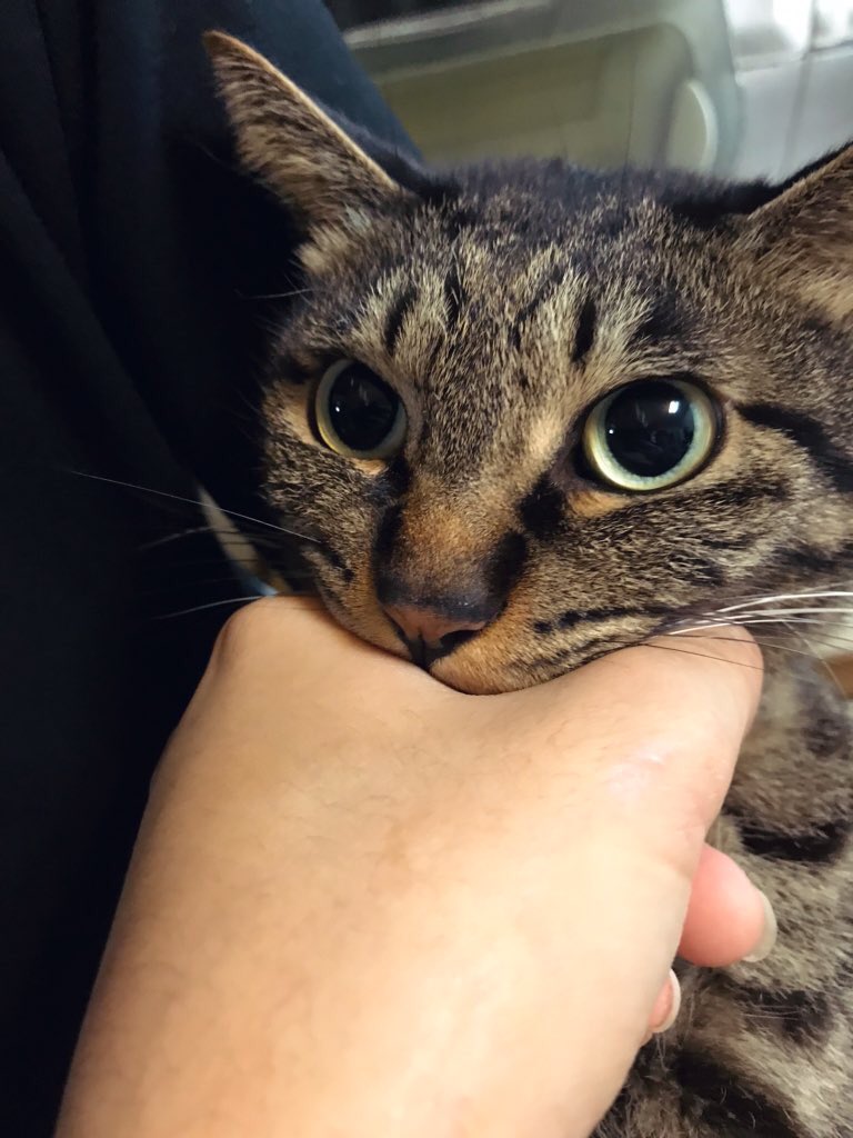 猫さんによる 噛み対応 痛いはずだがかわいいお顔に魅了される人々 後先考えずに齧り付いたけどこれからどうしよう感 Togetter 猫さんによる 噛み対応 痛いはずだがかわいいお顔に魅了される人々 後先考えずに齧り付いたけどこれからどうしよう感 Togetter