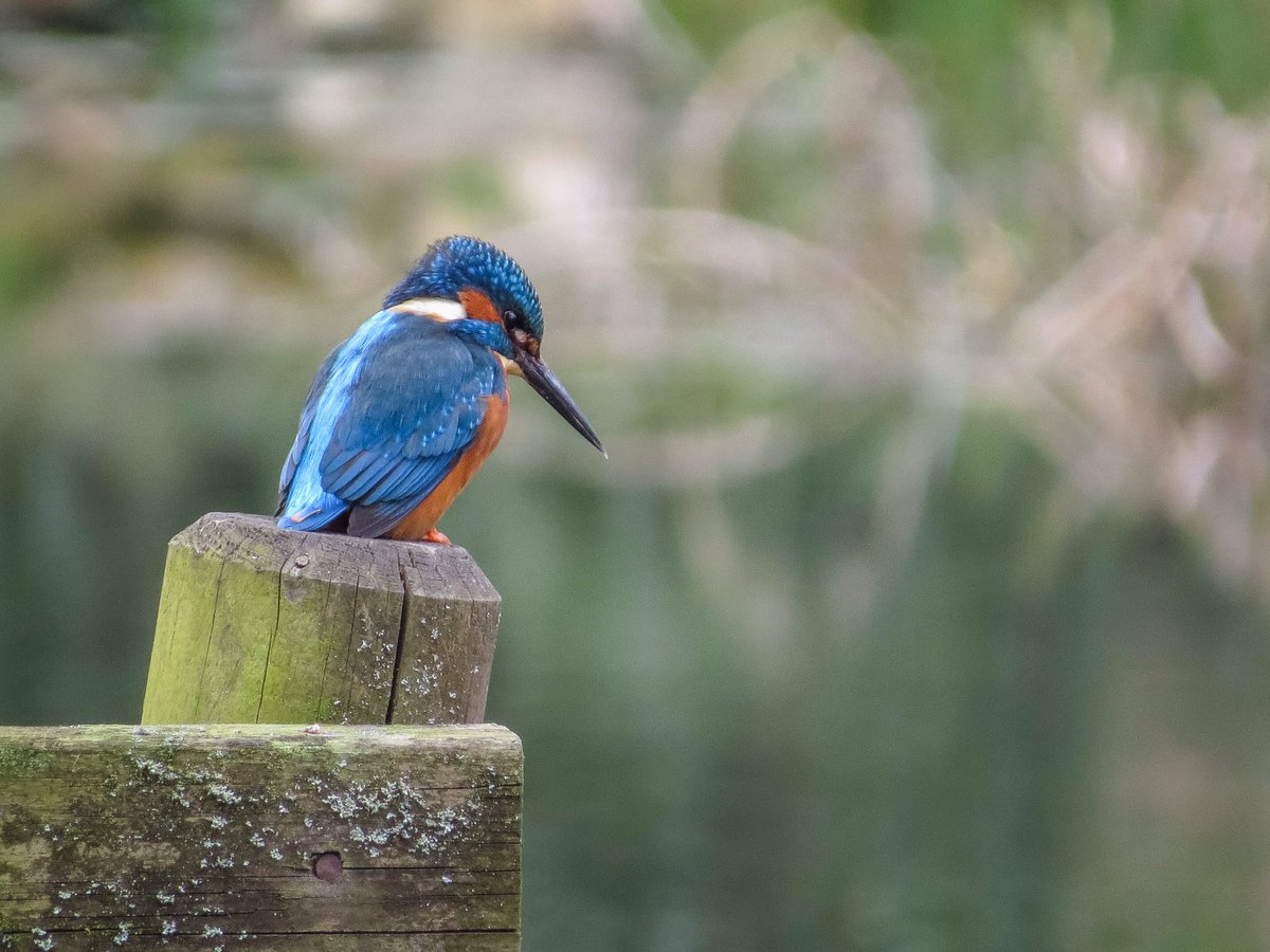 Wildlifehappens tweet media