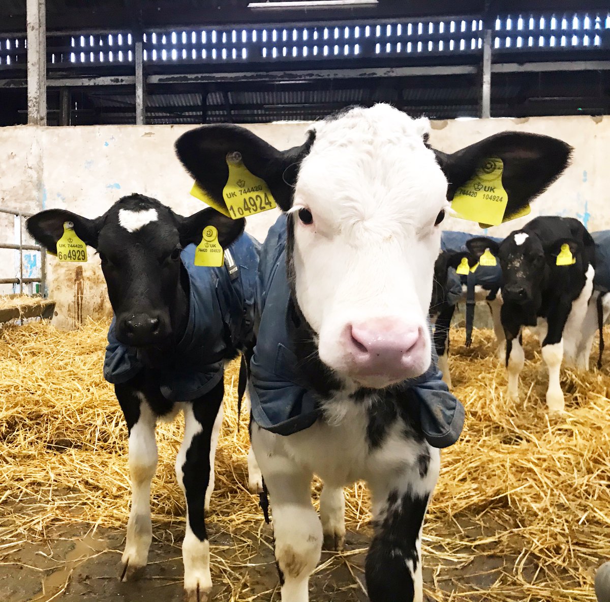 Chrissy Asplin tweet media