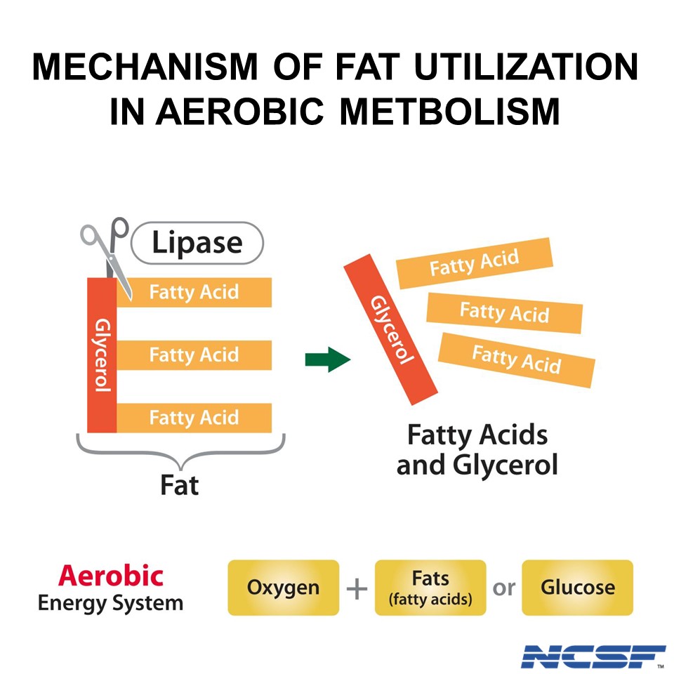 National Council on Strength and Fitness on Twitter "Triglycerides