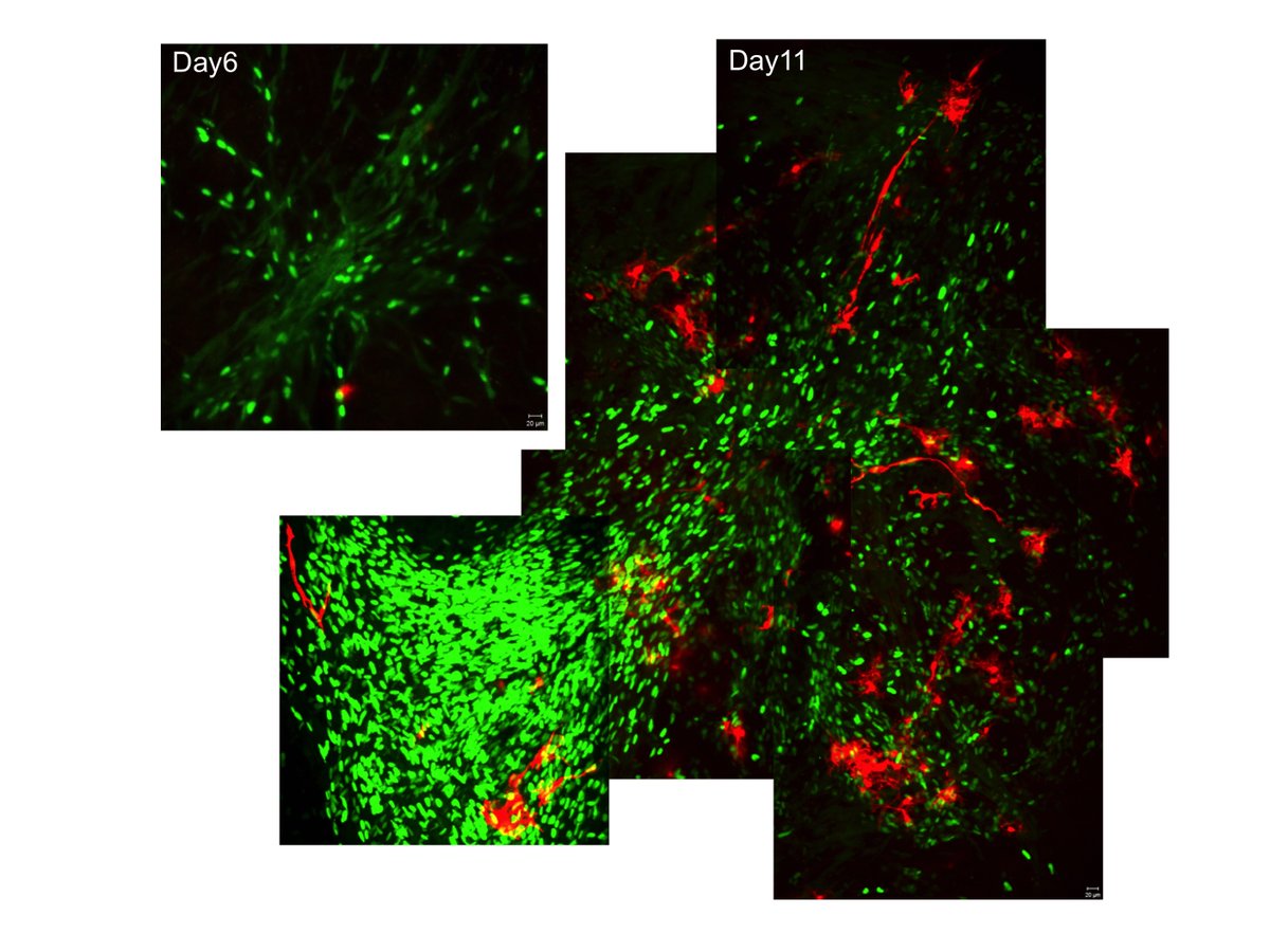 Woo-ping Ge Lab tweet media