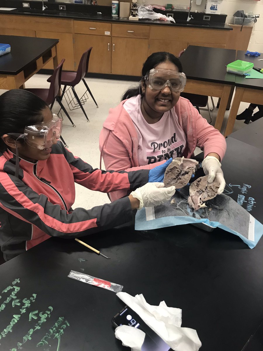 simonsscience's tweet image. Hey @LCPSFarmwell don’t go breakin’ my heart! Celebrating National ❤️ month by dissecting pig hearts in science club. #sciclub #biomed