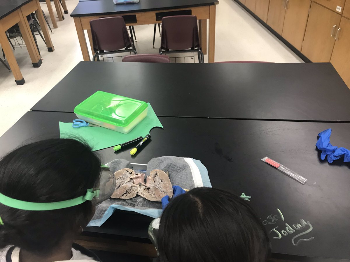 simonsscience's tweet image. Hey @LCPSFarmwell don’t go breakin’ my heart! Celebrating National ❤️ month by dissecting pig hearts in science club. #sciclub #biomed
