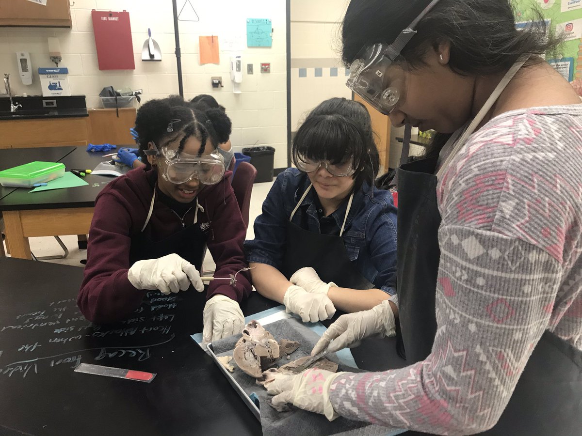 simonsscience's tweet image. Hey @LCPSFarmwell don’t go breakin’ my heart! Celebrating National ❤️ month by dissecting pig hearts in science club. #sciclub #biomed