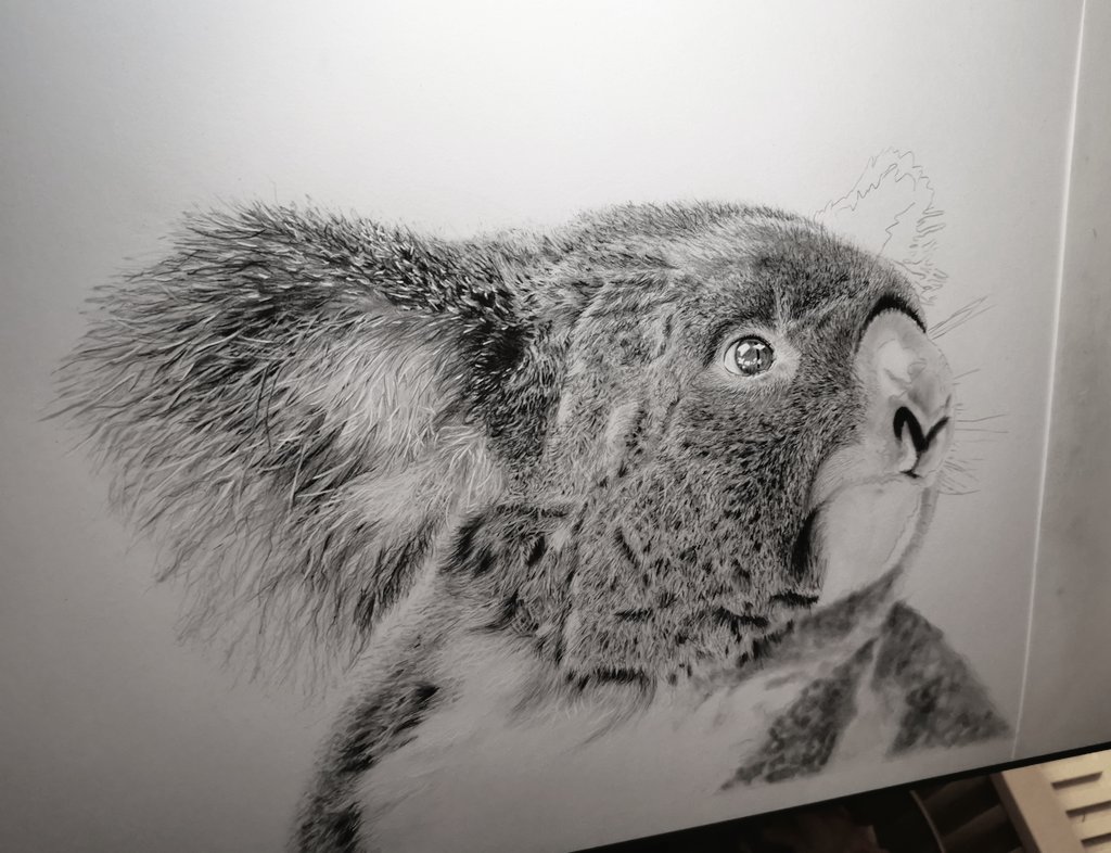 Here's a cheeky preview of my progress 😝

#art #artist #artistsontwitter #koala #kgeeart #tuesdaytreat #transformationtuesday