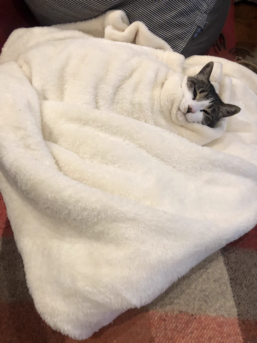 可愛すぎる猫と毛布の画像はこちらｗｗテン氏「お布団から出るつもりは毛頭ございません」ｗ