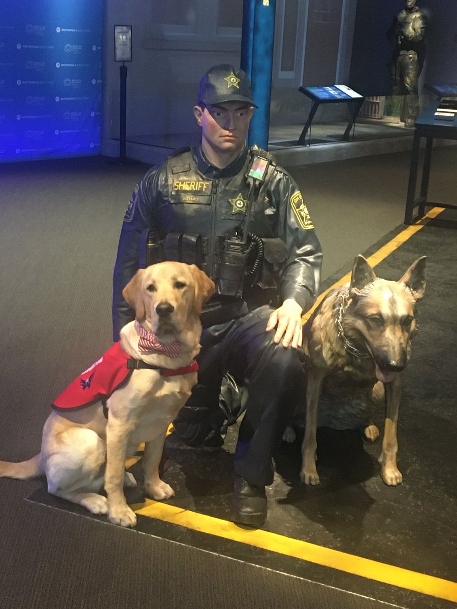 NLEMuseum's tweet photo. MISSION: Accomplished! 
Captain joined us for a VIP (pup) tour of the Law Enforcement Museum before heading back for the CAPS Law Enforcement Appreciation Night. 

Thanks for the visit, Captain! 

@CapsPup #CapsPup @Capitals #LawEnforcement https://t.co/sojaB33xcB