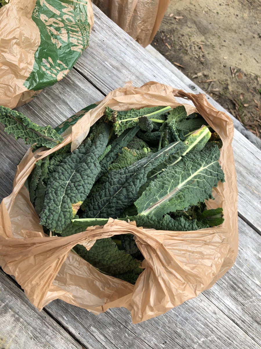 ZavareeiHayden's tweet photo. The spring semester was of to a great start in the Eastlawn School Garden! We collected the last of the fall harvest before replanting! #EDU372 #ElonEd #EnviroEd https://t.co/3BNJ80NwIE