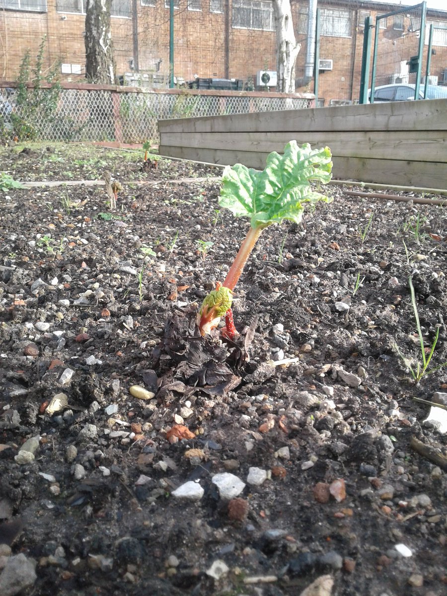 #seftonhour the rhubarb will be ready  soon in Netherton Community Garden @Netherton_FGF Mondays and Thursdays 10-3pm
