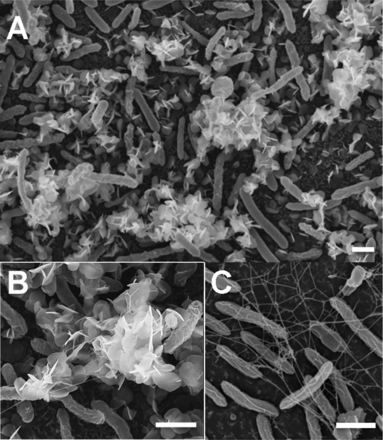 The villi form nanowires that create a conductive natural mesh that tries to find a food source. The food source is wastewater. So it tries to reconnect with the river. Energy may pulse through it and create a channel in the bedrock.