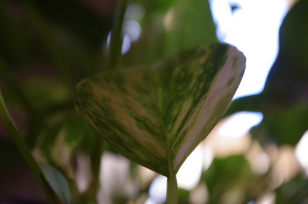 umeshpai's tweet image. #TheWonderfulWorldofBiodiversity #WonderChallenge          Epipremnum aureum or money plants look beautiful when they are pictured close up. Though the sap is poisonous the plants have a certain touch to them. One thing that we know for sure is that they are certainly beautiful.